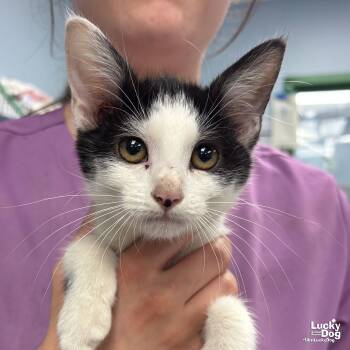 Rescue Domestic Short Hair Cats for Adoption in Washington, District Of Columbia - Martin | PetCurious