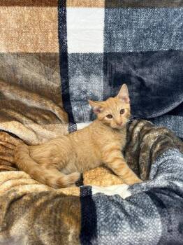 Rescue Domestic Short Hair Cats for Adoption in Benld, Illinois - Pumba | PetCurious