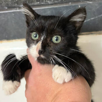 Rescue Domestic Short Hair Cats for Adoption in Midland, Texas - Dice | PetCurious