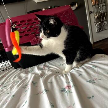 Domestic Short Hair Cats Available for Adoption in Granville, Ohio - Sprocket | PetCurious