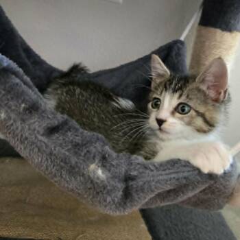 Phil (White) -  Domestic Short Hair Cat for Adoption in Belfair, Washington - Phil (White) | PetCurious