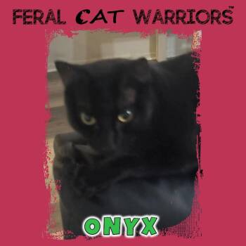 Bombay Cats Available for Adoption in Kingman, Arizona - Onyx | PetCurious