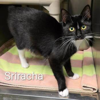 Hibachi Buffet -  Domestic Short Hair Cat for Adoption in Rocky Mount, Virginia - Hibachi Buffet | PetCurious
