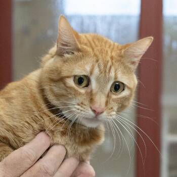 Domestic Short Hair Cats Available for Adoption in Slidell, Louisiana - Leo | PetCurious
