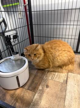 OJ -  Domestic Long Hair Cat for Adoption in Algona, Iowa - OJ | PetCurious