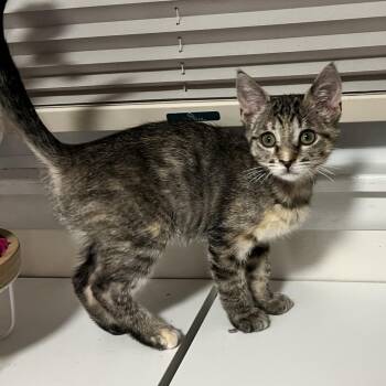 Doris -  Domestic Short Hair Cat for Adoption in Rochester, Minnesota - Doris | PetCurious
