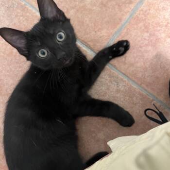 Nash -  Domestic Short Hair Cat for Adoption in Greenwood, Indiana - Nash | PetCurious