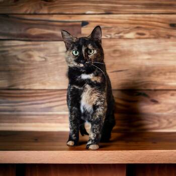 Domestic Short Hair Cats Available for Adoption in Dallas, Texas - Lovey | PetCurious