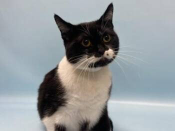 Stash -  Domestic Short Hair Cat for Adoption in Golden Valley, Minnesota - Stash | PetCurious
