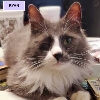 Rescue Domestic Long Hair Cats for Adoption in Merrifield, Virginia - Ryan Tarkitty | PetCurious