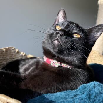 Sprite (bonded with Soot) -  Domestic Short Hair and Bombay Cat for Adoption in Rossville, Georgia - Sprite (bonded With Soot) | PetCurious