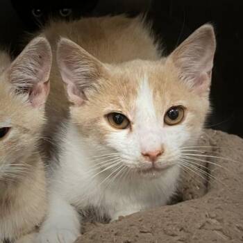 Con Crema -  Domestic Short Hair Cat for Adoption in Los Angeles, California - Con Crema | PetCurious