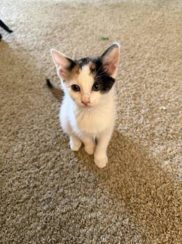 Domestic Short Hair Cats Available for Adoption in Rowlett, Texas - Twix Bar | PetCurious