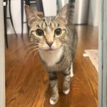 Veneris -  Domestic Short Hair Cat Available for Adoption - Veneris | PetCurious