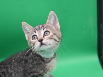 Gear -  Domestic Short Hair Cat Available for Adoption in Portland, Oregon - Gear | PetCurious