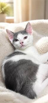 Petunia -  Domestic Short Hair Cat for Adoption in Chattanooga, Tennessee - Petunia | PetCurious