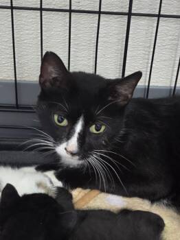Celine -  Domestic Short Hair Cat for Adoption in Evansville, Indiana - Celine | PetCurious