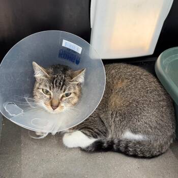 Domestic Short Hair Cats Available for Adoption - Swiftie | PetCurious