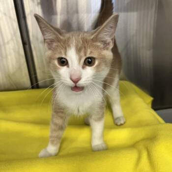 Sawyer -  Domestic Short Hair Cat for Adoption in Buffalo, New York - Sawyer | PetCurious