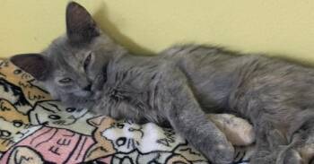 Lilac -  Domestic Long Hair Cat for Adoption in Greensburg, Pennsylvania - Lilac | PetCurious