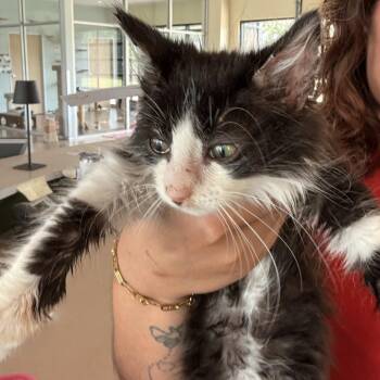 Domestic Long Hair Cats Available for Adoption in Leander, Texas - Pepe | PetCurious