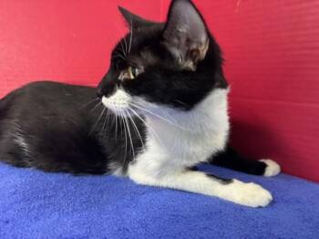 Domestic Short Hair Cats Available for Adoption in Hawk Point, Missouri - Vivian | PetCurious