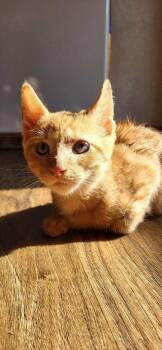 Chuckie Finster -  Domestic Short Hair Cat for Adoption in Berwick, Pennsylvania - Chuckie Finster | PetCurious