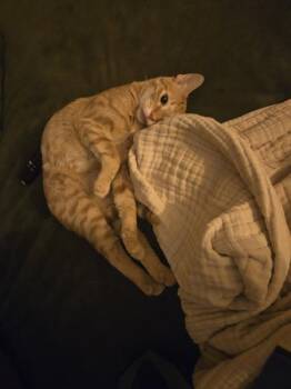 Julius -  Domestic Short Hair Cat for Adoption in Austin, Texas - Julius | PetCurious