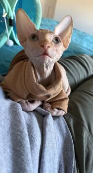 Sphynx Hairless Cat Cats Available for Adoption - Max | PetCurious