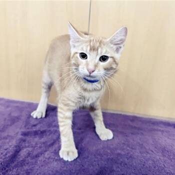 Purrfessor X -  Domestic Short Hair Cat for Adoption in Brentwood, Missouri - Purrfessor X | PetCurious