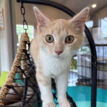 Dongle -  Domestic Medium Hair Cat for Adoption in Louisville, Kentucky - Dongle | PetCurious