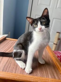 Millie Mae -  Domestic Short Hair Cat for Adoption in Wilmington, North Carolina - Millie Mae | PetCurious