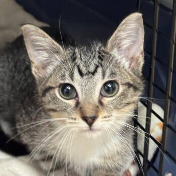 Domestic Short Hair Cats Available for Adoption in Decatur, Georgia - Barnes | PetCurious