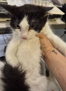 2026-66 Yami - in foster -  Domestic Short Hair Cat for Adoption in Windsor, Connecticut - 2026-66 Yami - In Foster | PetCurious