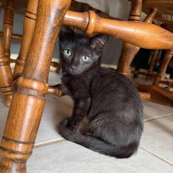 Snuggly Steve -  Domestic Short Hair and Bombay Cat for Adoption in Burlington, North Carolina - Snuggly Steve | PetCurious