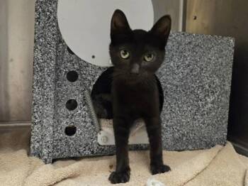 ISIS -  Domestic Short Hair Cat for Adoption in Martinez, California - ISIS | PetCurious