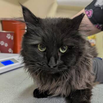 Domestic Medium Hair Cats Available for Adoption - Miss Purdy | PetCurious