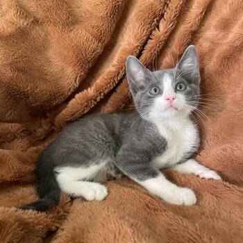 Gio -  Domestic Short Hair Cat for Adoption in Tucson, Arizona - Gio | PetCurious