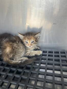 Rescue Domestic Medium Hair Cats for Adoption in Dallas, Texas - R2D2 | PetCurious