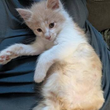 Havarti Brinda -  Domestic Short Hair Cat for Adoption in Eagle Mountain, Utah - Havarti Brinda | PetCurious