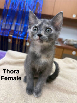 Rescue Domestic Short Hair Cats for Adoption in Lancaster, California - Thora | PetCurious