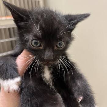 Goldfinger -  Domestic Short Hair Cat for Adoption in Sonoma, California - Goldfinger | PetCurious