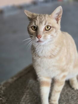 Rescue Domestic Short Hair Cats for Adoption in Boston, Kentucky - Graham | PetCurious