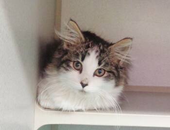 Rescue Tiger Cats for Adoption in Delhi, New York - OLIVER | PetCurious