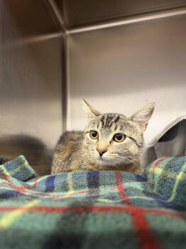 Fiona -  Domestic Short Hair Cat for Adoption in Salmon, Idaho - Fiona | PetCurious