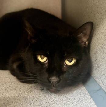 Rescue Domestic Short Hair Cats for Adoption in Aliquippa, Pennsylvania - JANET | PetCurious