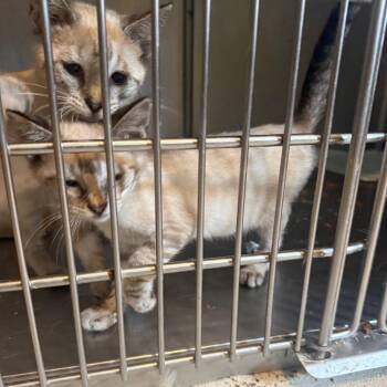 Miney -  Domestic Short Hair Cat for Adoption in Garfield, Arkansas - Miney | PetCurious