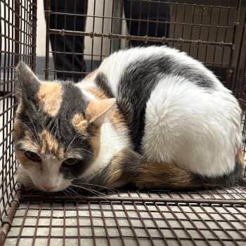 Ellie May -  Domestic Short Hair Cat Available for Adoption in Yuma, Arizona - Ellie May | PetCurious