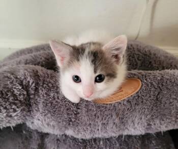Parsley -  Dilute Calico Cat for Adoption in Parlier, California - Parsley | PetCurious