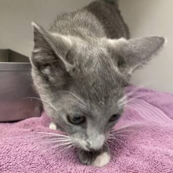 71652 -  Domestic Short Hair Cat for Adoption in Harrisonburg, Virginia - 71652 | PetCurious